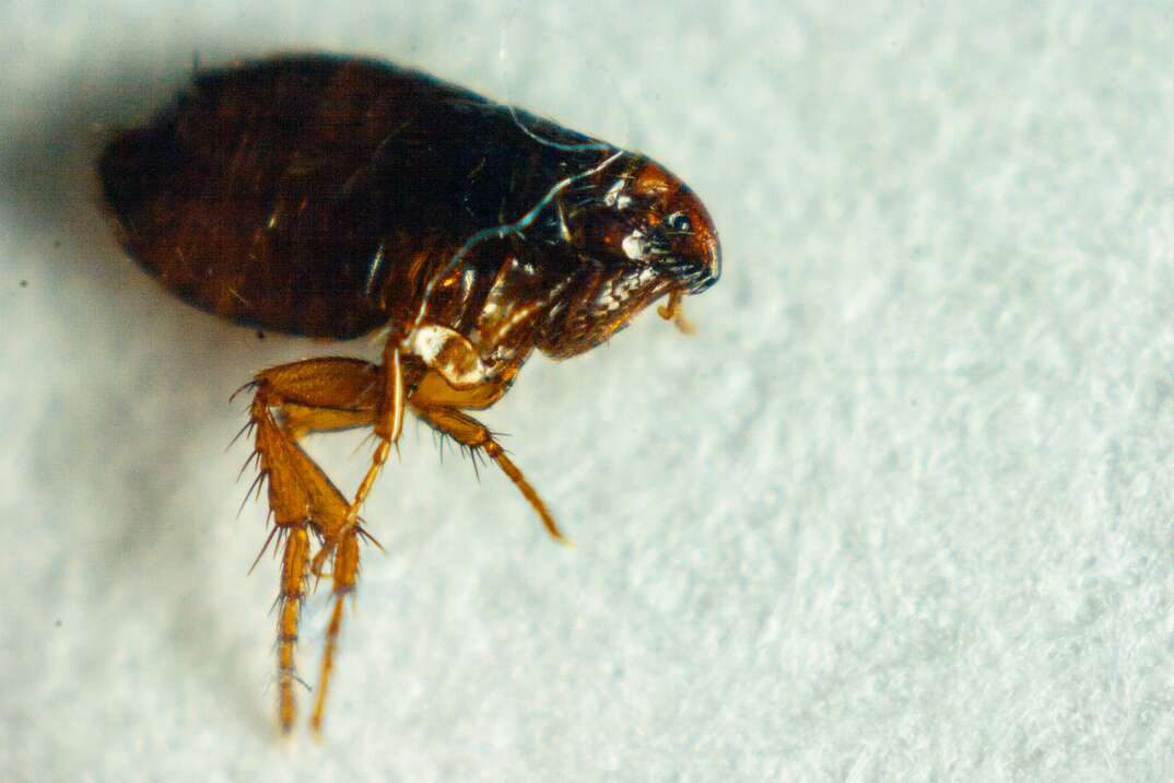 A flea is shown against a white background, flea, fleas, infestation, infested, bug, bugs, insect, insects, exterminator, white background