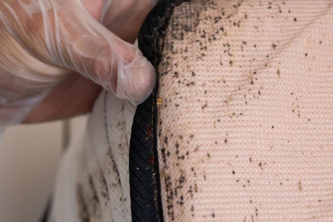 The rubber gloved hand of an exterminator pulls back bedding to reveal a bare mattress infested with bed bugs, pests, pest control, house pests, insects, bugs, mattress, bed bugs, bed, fumigation, exterminator, rubber glove, glove, hand, human hand, thumb, bedding