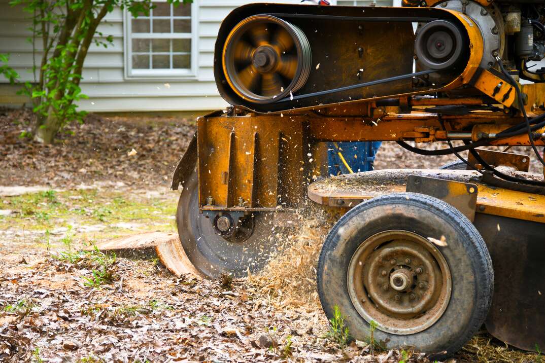 A Stump Grinding Machine in action Removing a Stump from Cut Down Tree