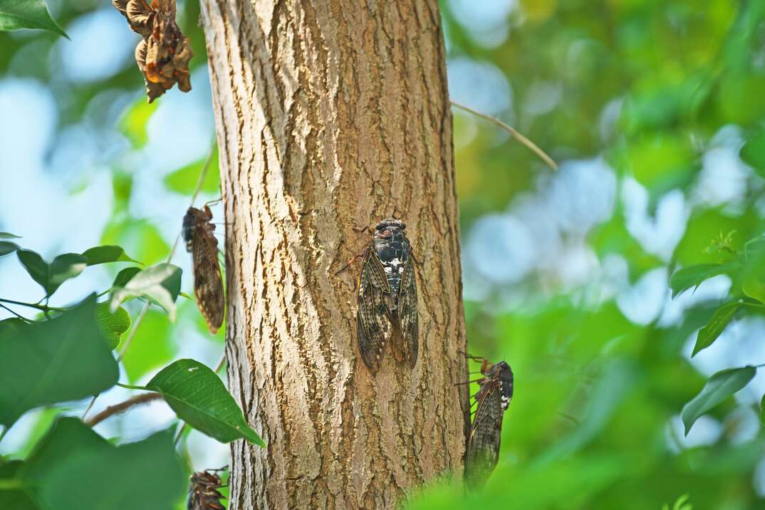 Sâu cu gáy (cicada): Hãy tận hưởng khung cảnh tuyệt đẹp của sâu cu gáy với màu sắc rực rỡ và âm thanh đầy thú vị. Hãy thả mình vào thiên nhiên hoang dã và ngắm nhìn loài côn trùng này trên hình ảnh đầy động lực.