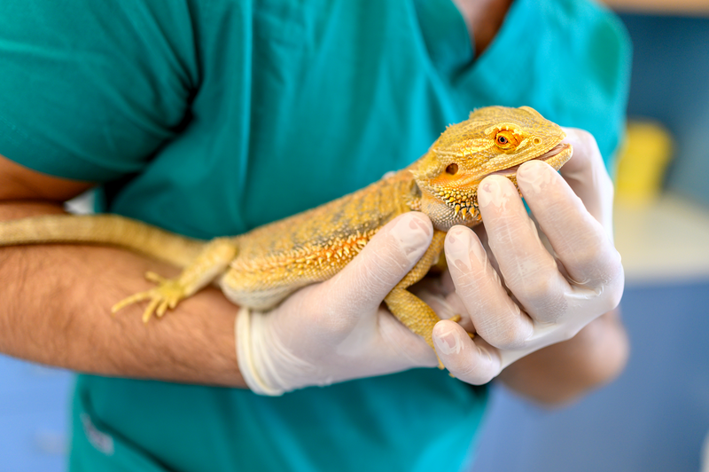 A veterinarian wearing white rubber gloves and blue medical scrubs holds a yellow colored bearded dragon type of lizard using both hands, veterinarian, vet, veterinarian clinic, medical care, pet care, pet, pets, lizard, Bearded Dragon, yellow lizard, exotic, exotic pet, blue medical scrubs, medical scrubs, scrubs, white rubber gloves, rubber gloves, gloves