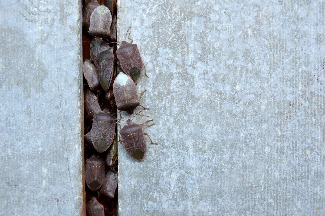 lots of stink bugs in a sidewalk crack