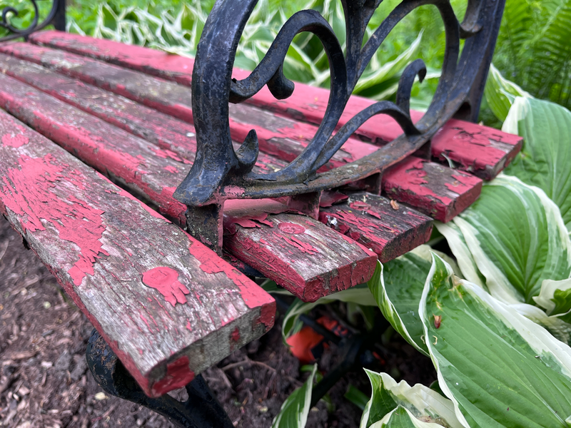 An old weather beaten garden bench sits in a residential yard on a mulched area surrounded by plants and grass and other greenery, bench, old bench, family bench, garden bench, paint, red paint, weather beaten, chipped paint, black metal, mulch, plants, yard, lawn, garden, shrubs, shrubbery, greenery, green