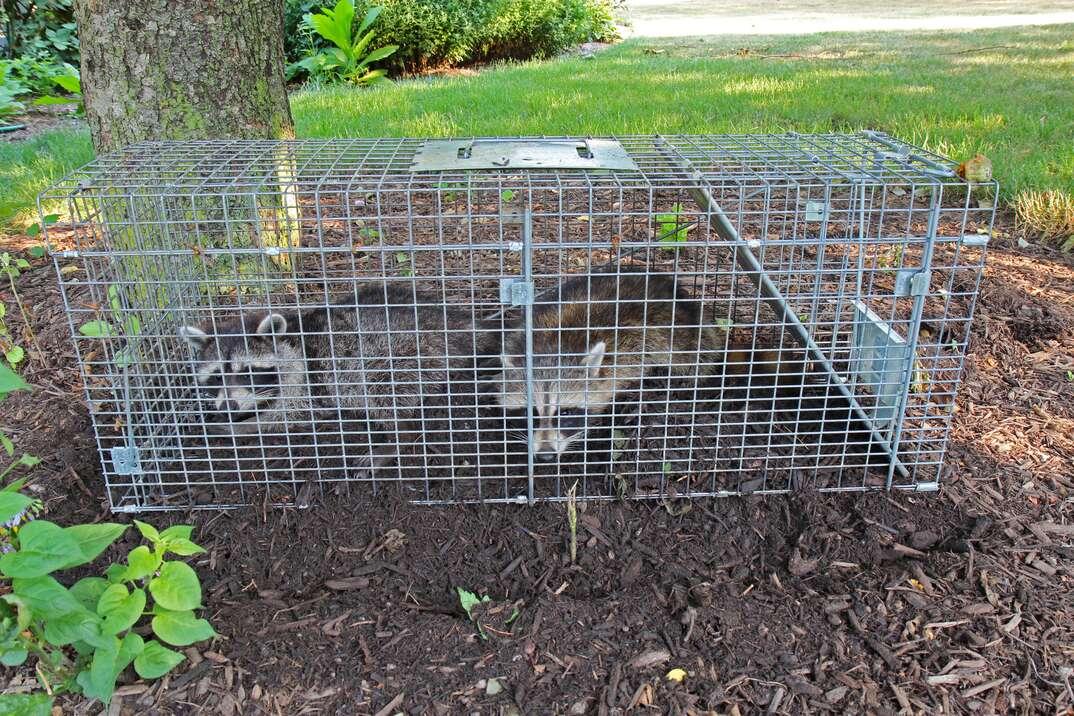 An animal control services cage in a residential landscaping feature has two raccoons trapped inside, animal control services, animal control, raccoon, raccoons, caged animals, cage, landscaping, mulch, lawn, grass, plants, animals, wildlife, wildlife control, wildlife