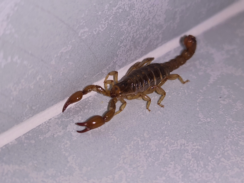 A scorpion crawls on a tile floor, scorpion, tile, tile floor, floor, grout, crawl, crawling, insect, bug, pest, infestation, infest, exterminator, claws, claw, pincer, pincers, tail, stinger, sting, legs, arachnid
