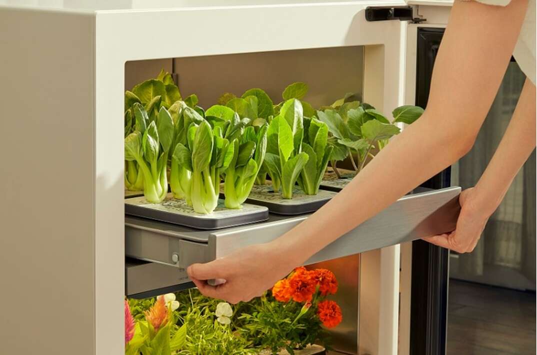 Person pulls plants out of LG tiiun gardening appliance