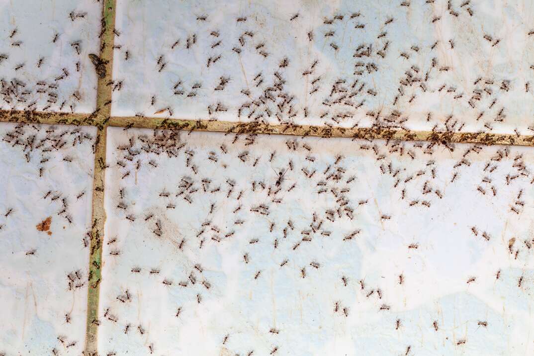 Ants in house on the wall angleants walk on the tile floor.