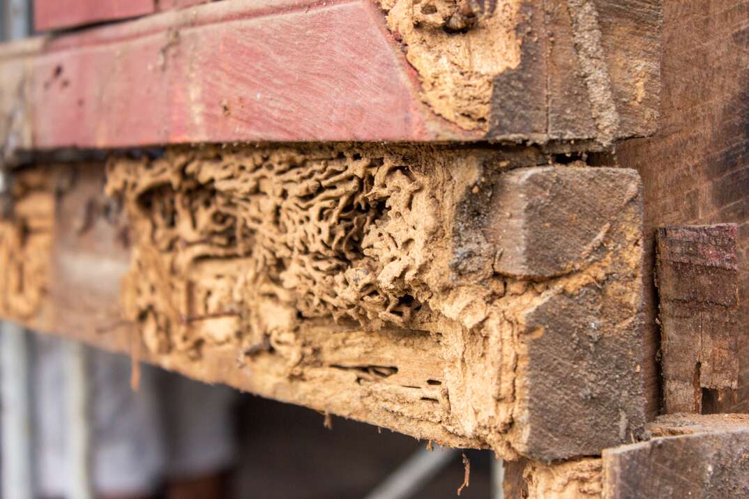 Termite damage to exterior siding of home