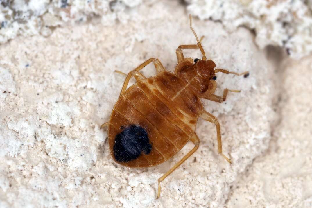 close up of a bed bug