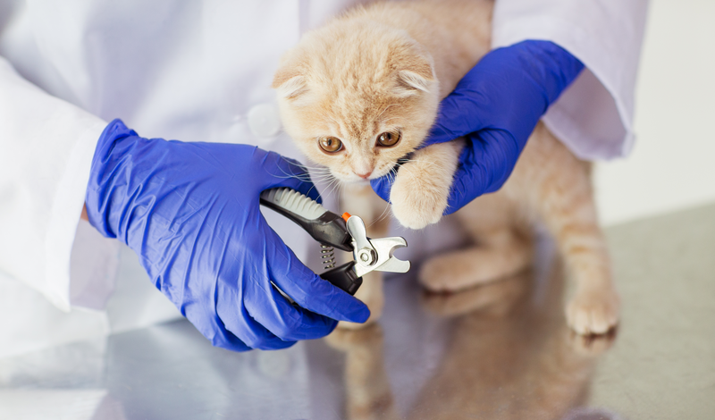 medicine, pet, animals, grooming and people concept - close up of veterinarian doctor with clipper cutting scottish fold kitten nail at vet clinic