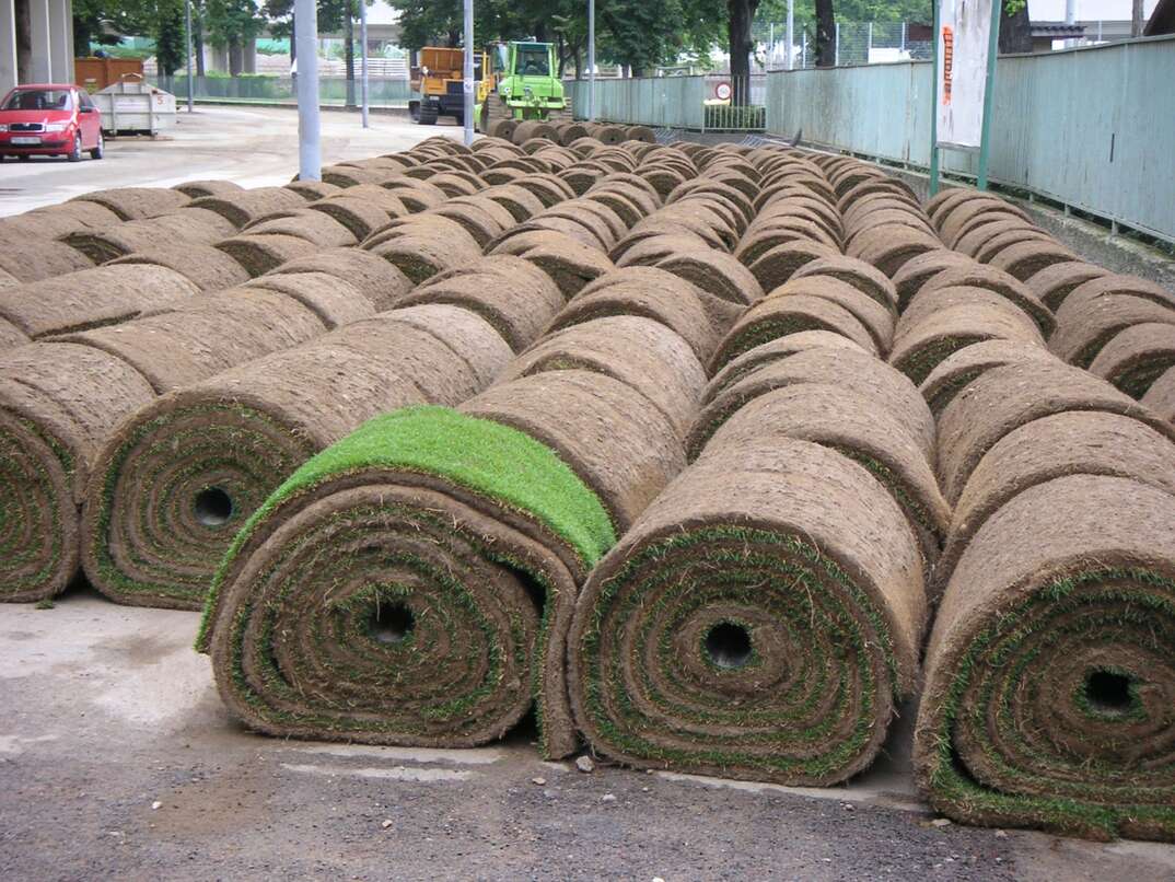 A large number of sod grass rolls sit in rows on a paved surface, sod grass rolls, sod grass, grass, sod rolls, rolls, landscaping, landscaper, landscape