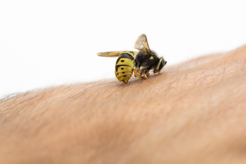 An extreme closeup of a bee sitting on human skin stinging the person and is shown against a white background, bee, bees, honey bee, insect, flying insect, bug, skin, human skin, human, white background