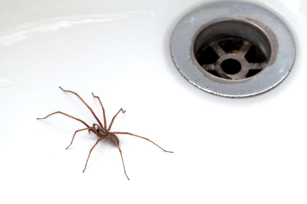 A brown, long-legged spider crawls on a white porcelain bathroom surface near a round metal drain.