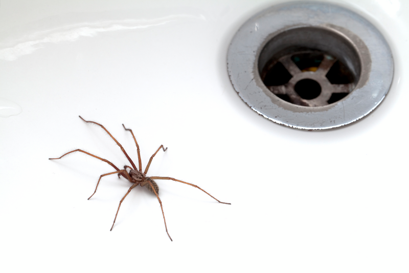 A brown, long-legged spider crawls on a white porcelain bathroom surface near a round metal drain, brown long-legged spider, long-legged spider, spiders, white porcelain, porcelain, white, drain