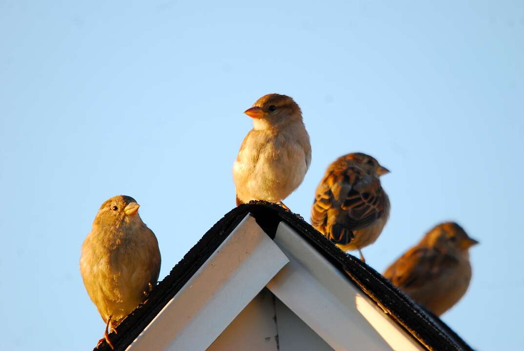 Four sparrows sit on the peak of a rooftop against a pale blue sky in a closeup photo, sparrow, sparrows, bird, birds, nuisance bird, nuisance birds, nuisance, nuisances, pale blue sky, blue sky, sky, rooftop, roof, house, nature