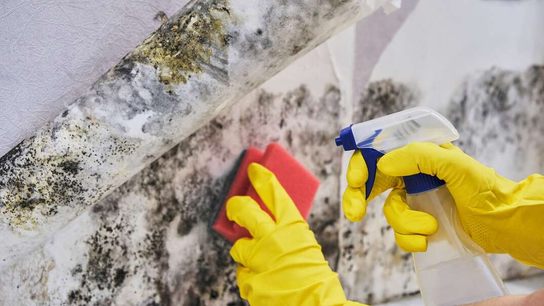 Housekeeper s Hand With Glove Cleaning Mold From Wall With Sponge And Spray Bottle