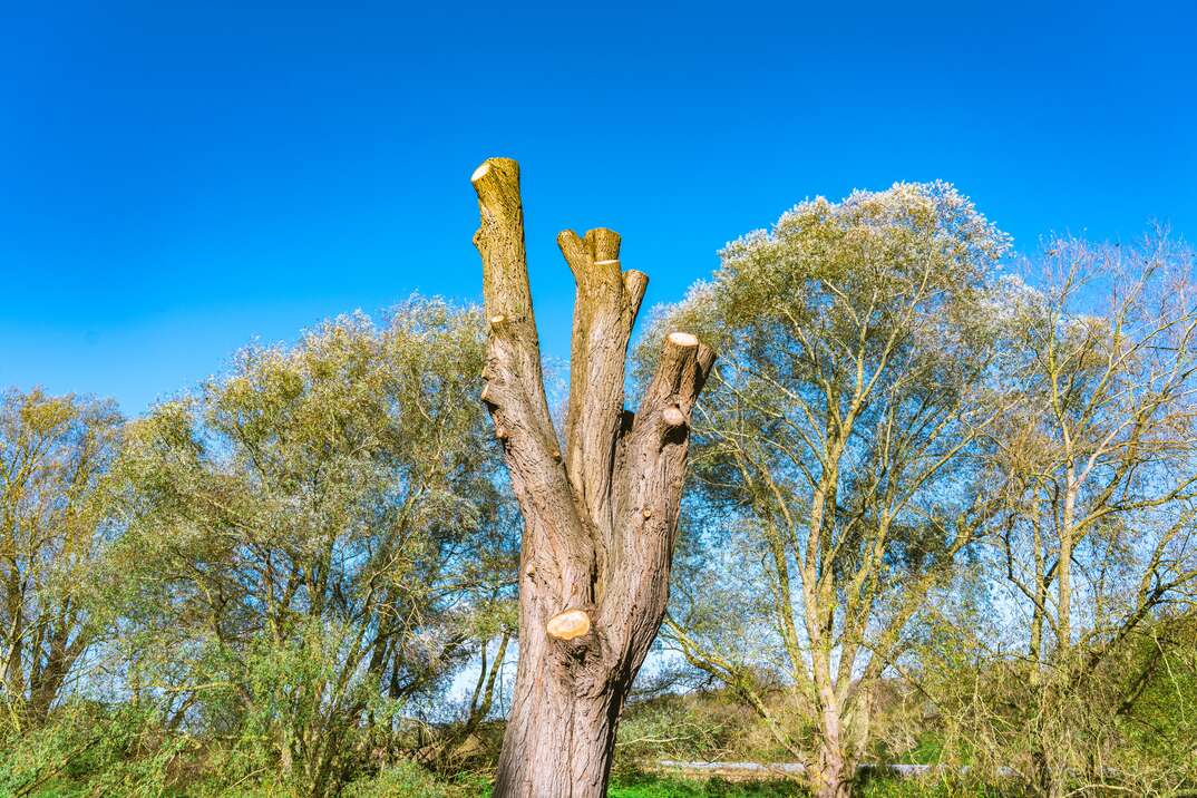 A tree that has been topped stands with its branches cut off against a backdrop of healthy green trees and a blue sky