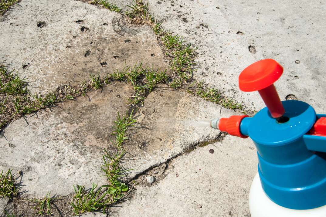 Man removes weeds from the lawn