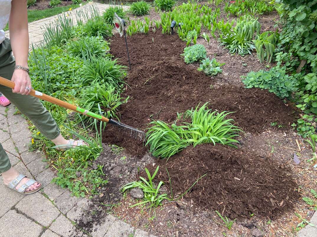 A woman uses a pitchfork to spread hardwood mulch onto a landscaping bed 