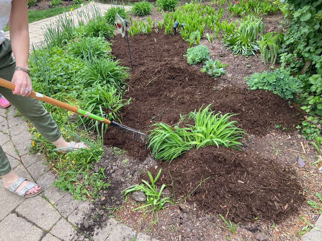 Image of Rake being used to spread mulch over soil