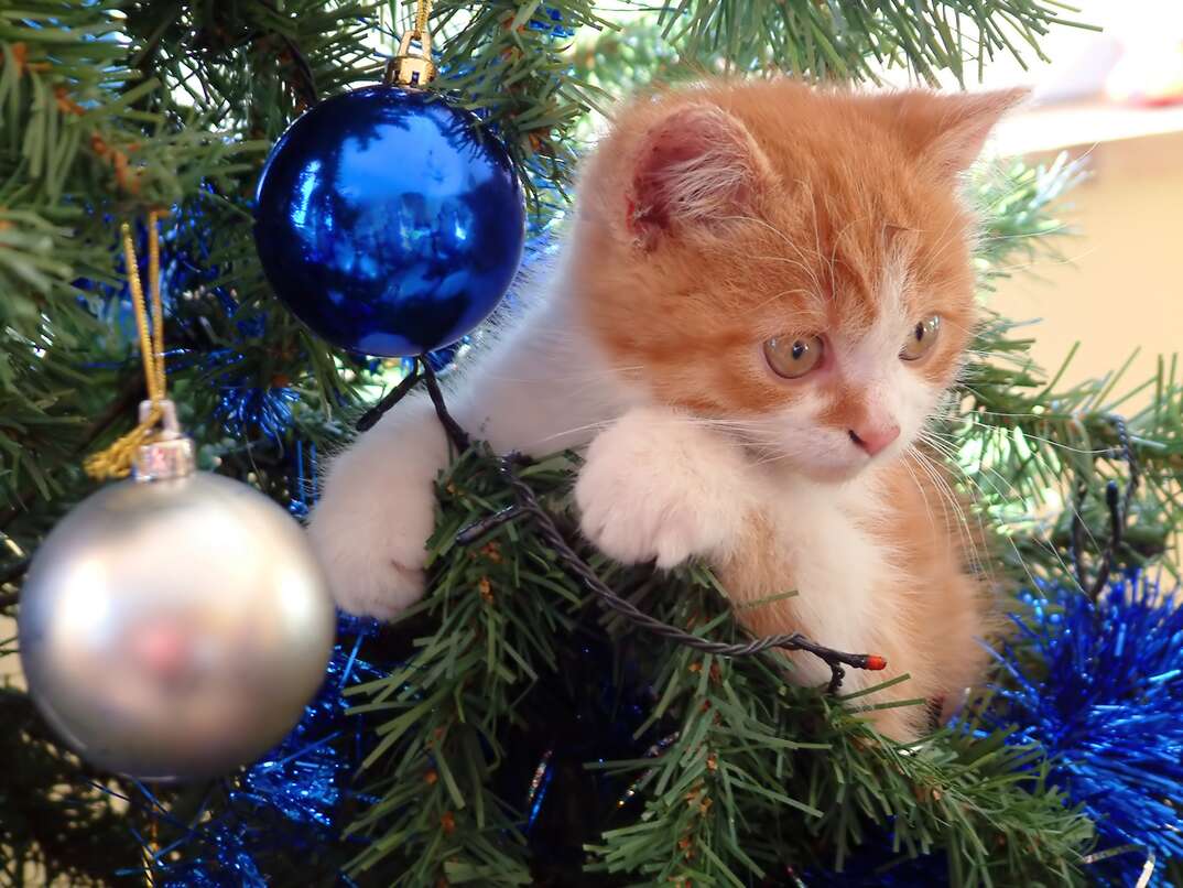 cute cat climbing decorated christmas tree