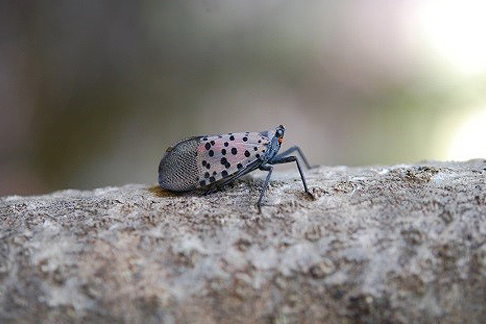 A spotted lanternfly insect sits on a log against a blurred background, bug, bugs, insect, insects, pest, pests, pest control, exterminator, invasive insect, log, tree, nature