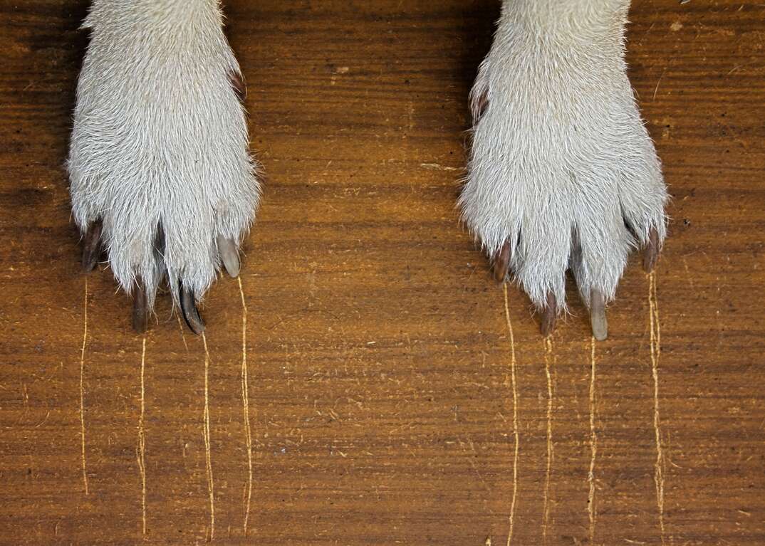 Dog paws scratching hardwood floor