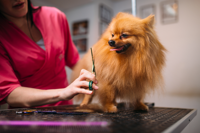 Pet groomer makes grooming dog