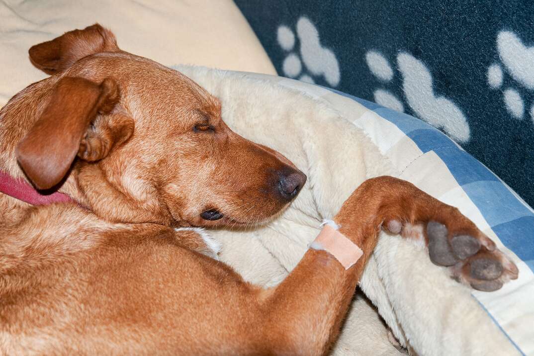 Sick dog after the visit to the veterniary