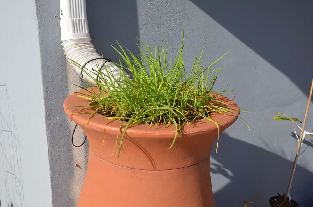 green plant in rain barrel with gutter downspout and home