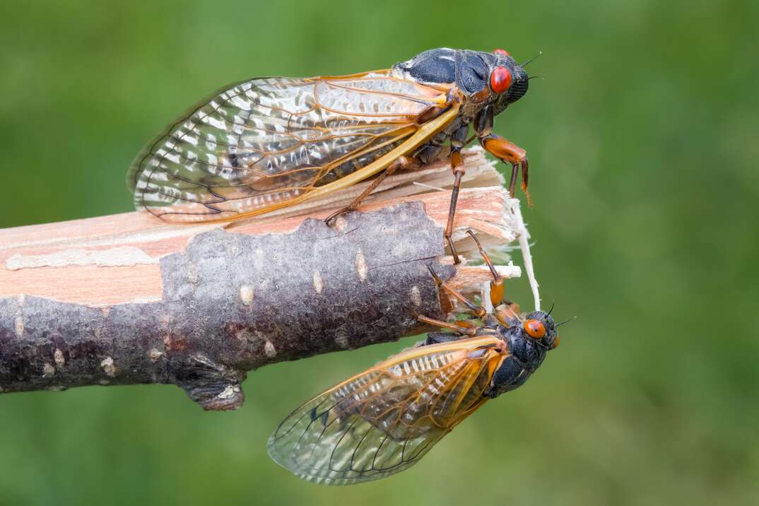 two cicadas on a tree branch