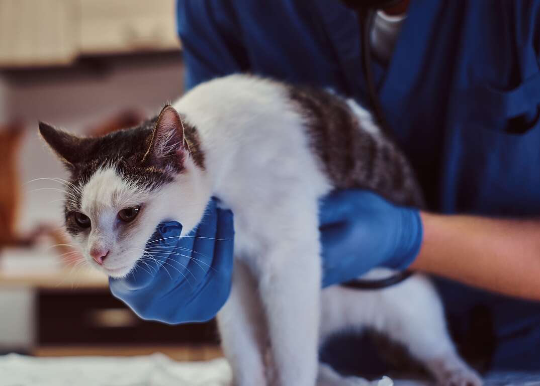 Veterinary doctor examining a sick cat with stethoscope in a vet clinic
