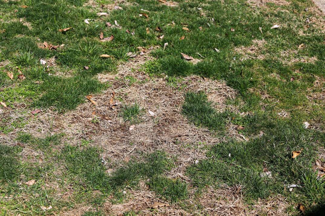 A patch of dead grass on a lawn
