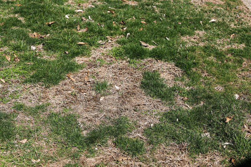 How to Fix Damaged Lawn Edging: Easy Tips for a Perfect Yard