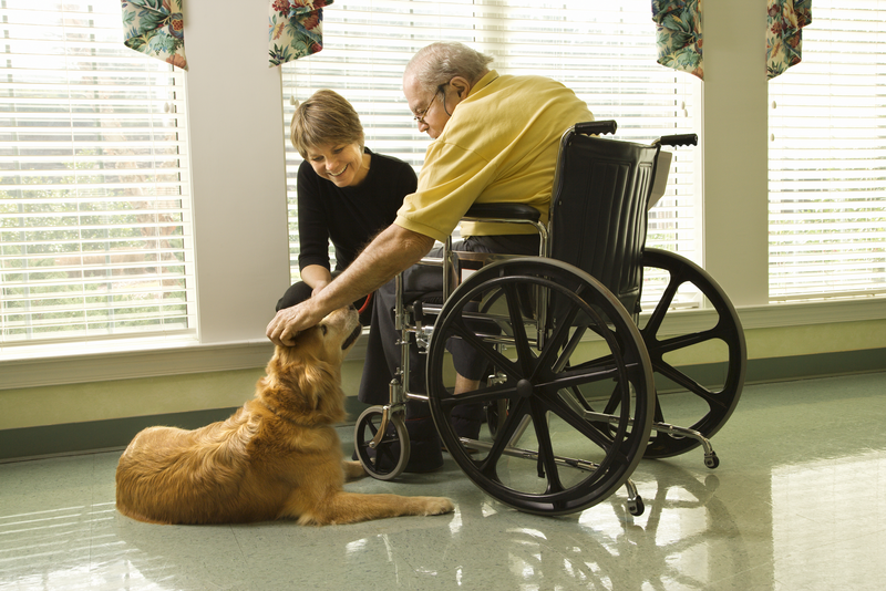 Therapy dog is pet by an elderly man in a wheelchair and a younger woman. Horizontal shot.