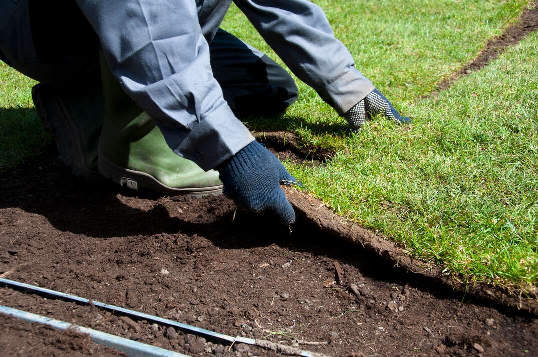 making a new lawn with fresh turn. working in the garden.