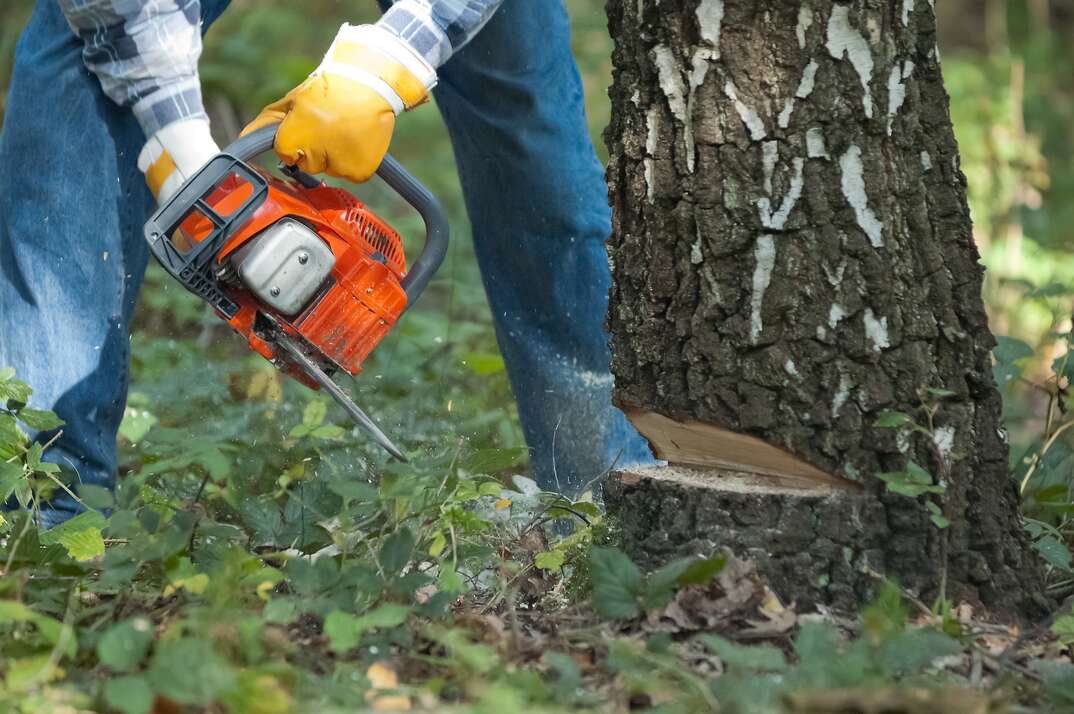 A person wearing yellow gloves and blue jeans uses a chainsaw to cut down a tree