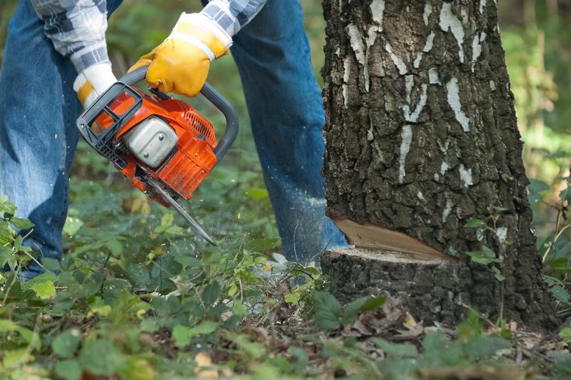 A person wearing yellow gloves and blue jeans uses a chainsaw to cut down a tree, person, chainsaw, tree, cutting down tree, chopping down tree, gloves, yellow gloves, jeans, blue jeans, chainsaw, orange chainsaw, power tool, green grass