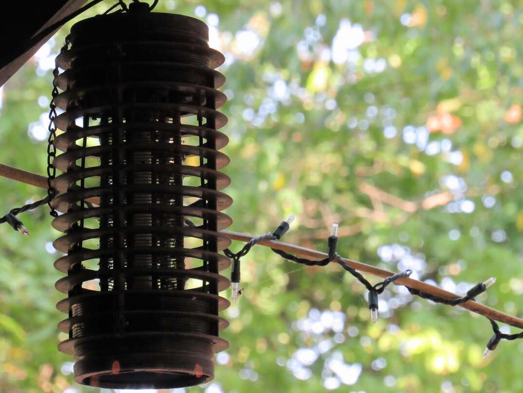 A bug zapper light hangs in the foreground against a backdrop of outdoor greenery, bug zapper, zapper, bug light, bug killer, killer, light, hanging light, hanging, light, woods, forest, greenery, trees, leaves, outdoors, bugs, insects, pests, pest control