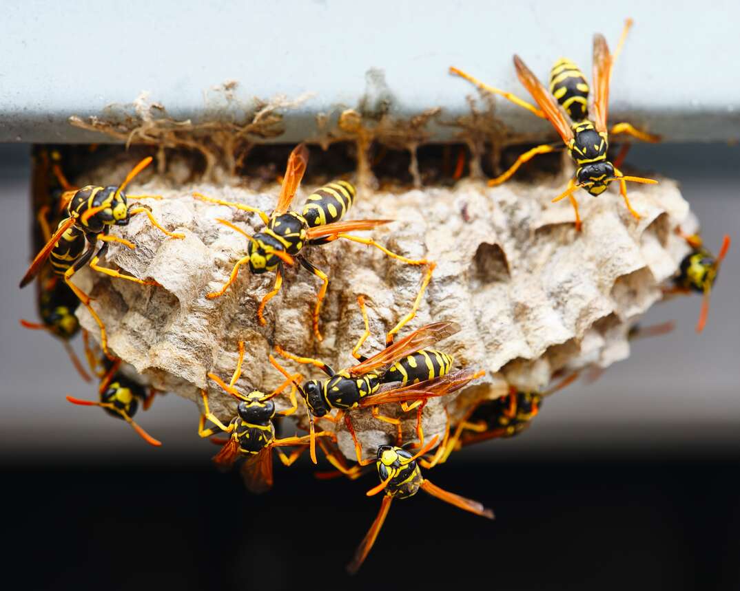 An infested hornets nest hangs upside with hornets crawling all over it, hornet, hornets, bee, bees, wasp, wasps, hornets nest, wasps nest, infestation, insect, insects, bug, bugs, nest, exterminator