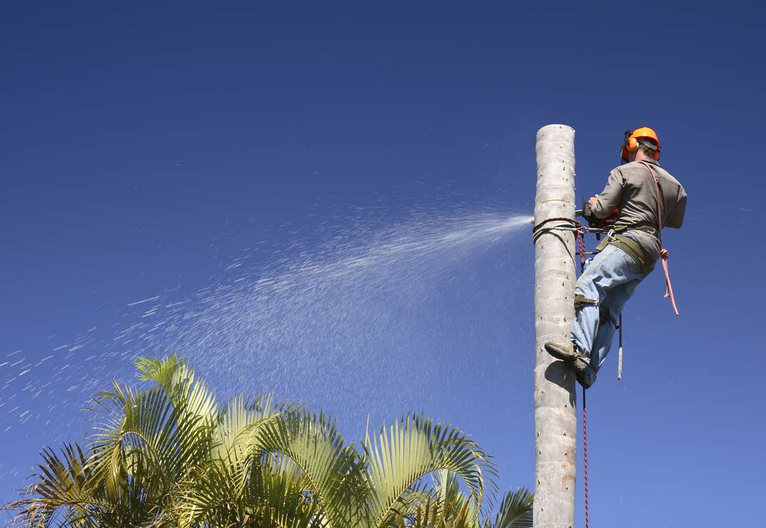 Man suspended from a palm tree with a safety harness is using a chainsaw to remove the top of the tree