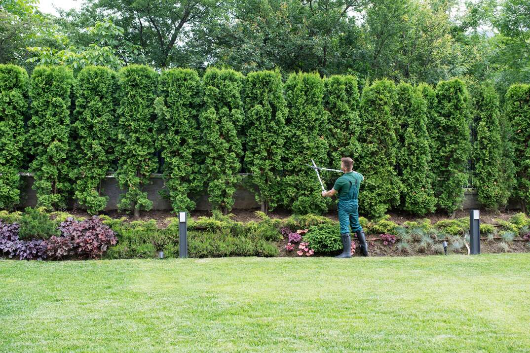 A landscaper trims the tall hedges of the well manicured greenery in a residential yard, yard, lawn, hedges, yard, landscaper, landscaping, landscape, flowers, flowerbed, grass, green grass, bushes, shrubs, residential, residential yard, residential lawn