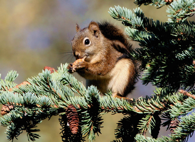 A squirrel has a snack while perched on the branch of a pine tree in a forest setting, squirrel, woodland creature, creature, animal, rodent, nature, tree, pine tree, evergreen, evergreen tree, outdoors, furry, woods, forest, branch, tree branch