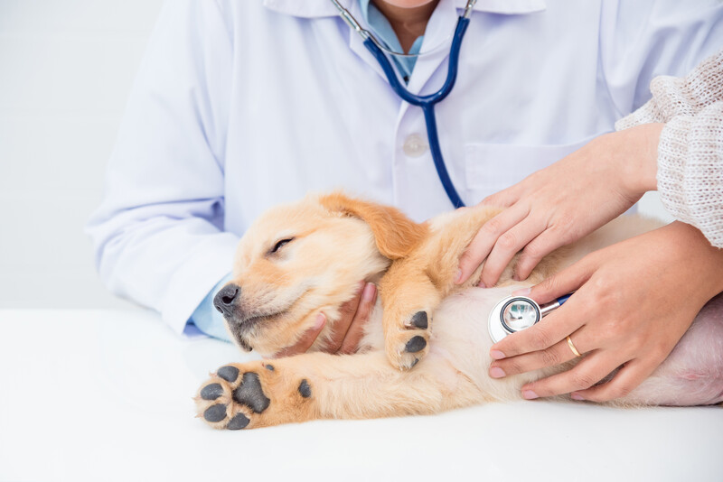 veterinarian checking the heartbeat of a golden retriever puppy with a stethoscope during an appointment