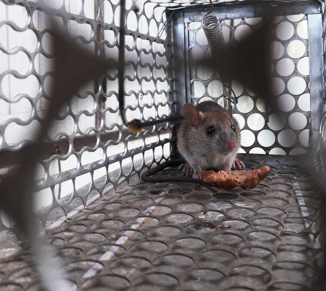 Rat in cage mousetrap on white background