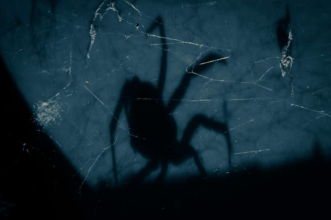 A spider in a spiderweb casts a large black shadow against a gray wall.