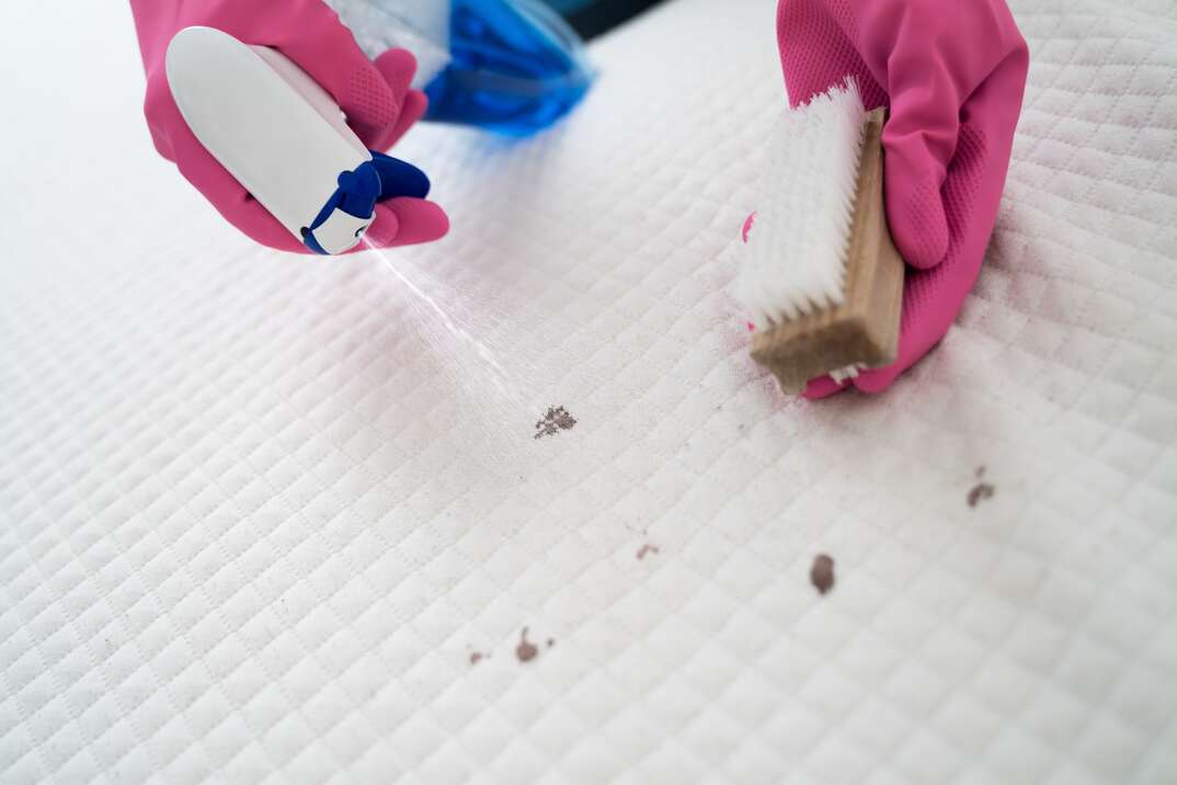 A pair of human hands wearing pink latex gloves hold a spray bottle in one and a scrub brush in the other as they clean stain spots off a white quilted mattress