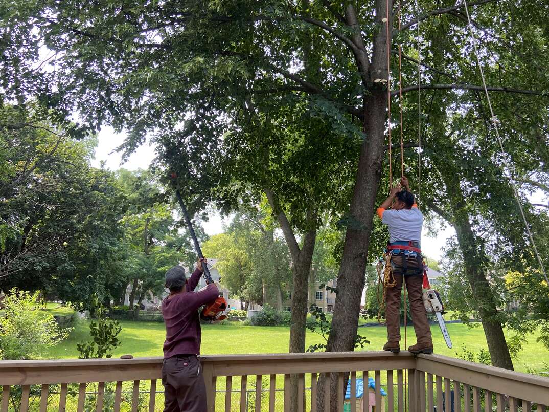 Men use safety harnesses to ascend into a tall Linden tree to prune its branches with a chainsaw 