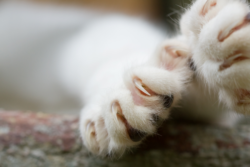 A white cat paw displays its claws as the cat lies down, cat paw, paw, cat claw, claw, kitten, kitty, white cat paw