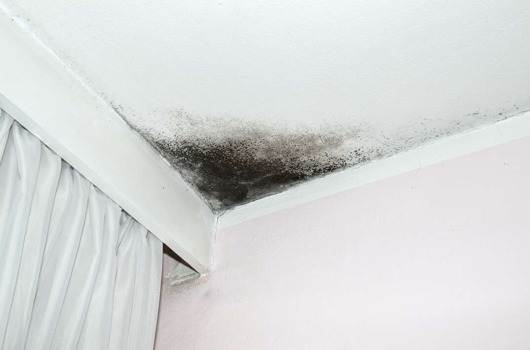 Mold in the corner of the white ceiling and pink wall, with white curtain on the left side.